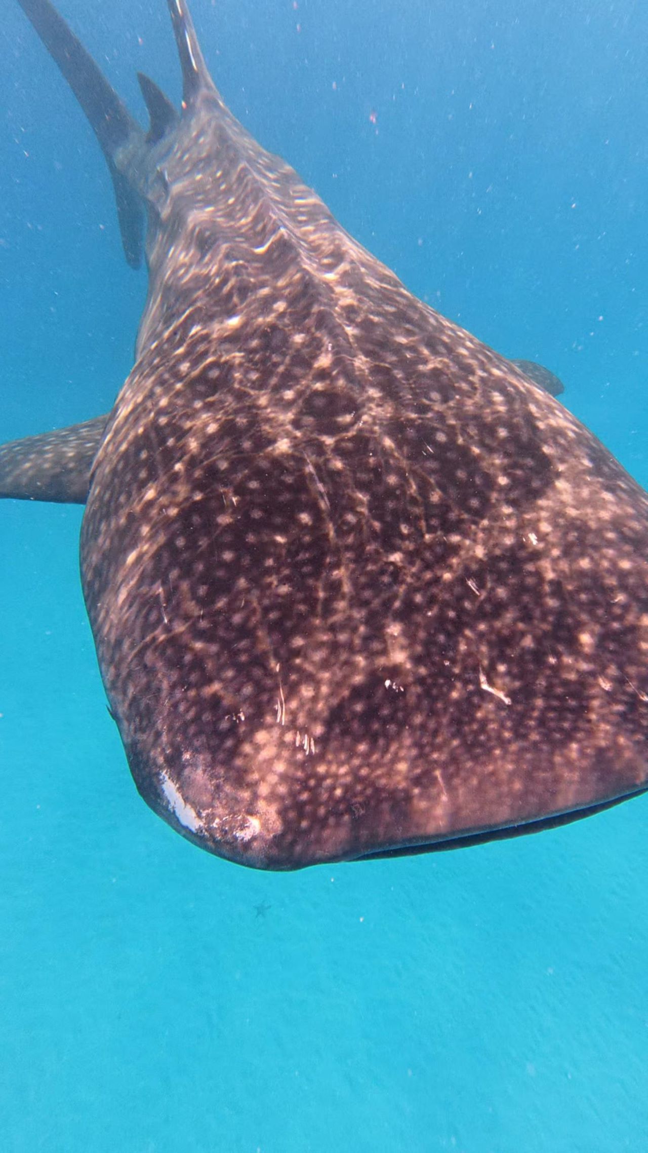 Mafia Island Whale Shark Adventure