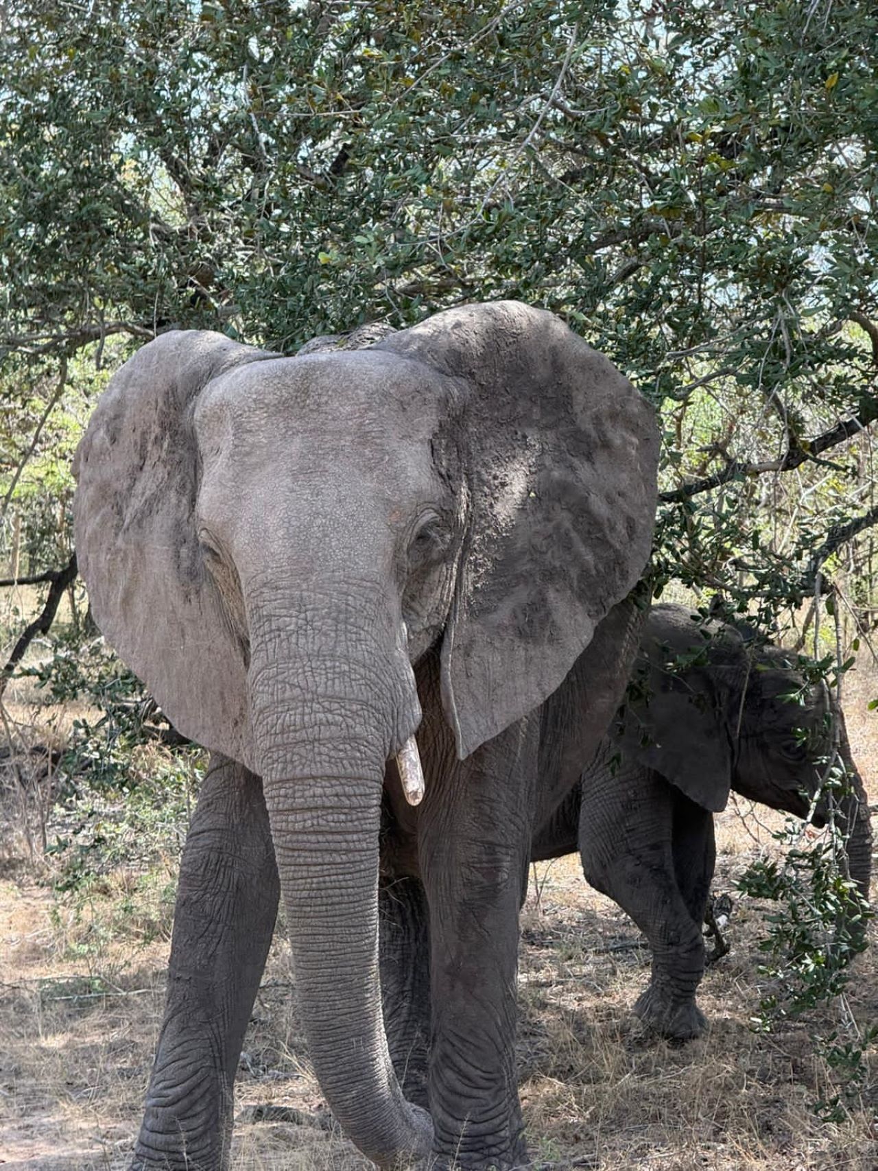 3 Days, 2 Nights Serengeti National Park